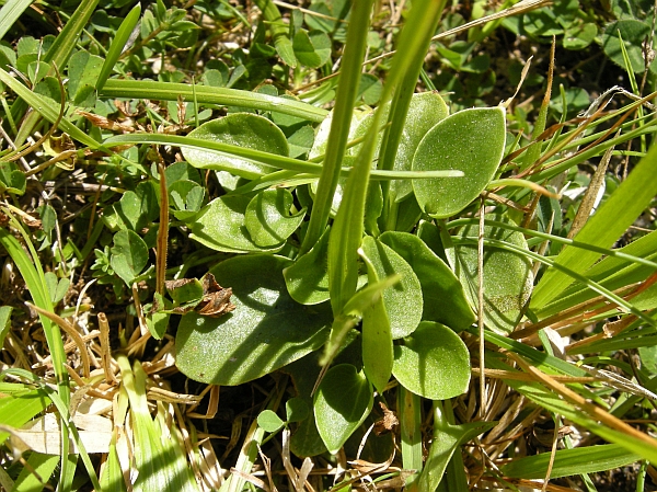 Parnassia palustris / Parnassia